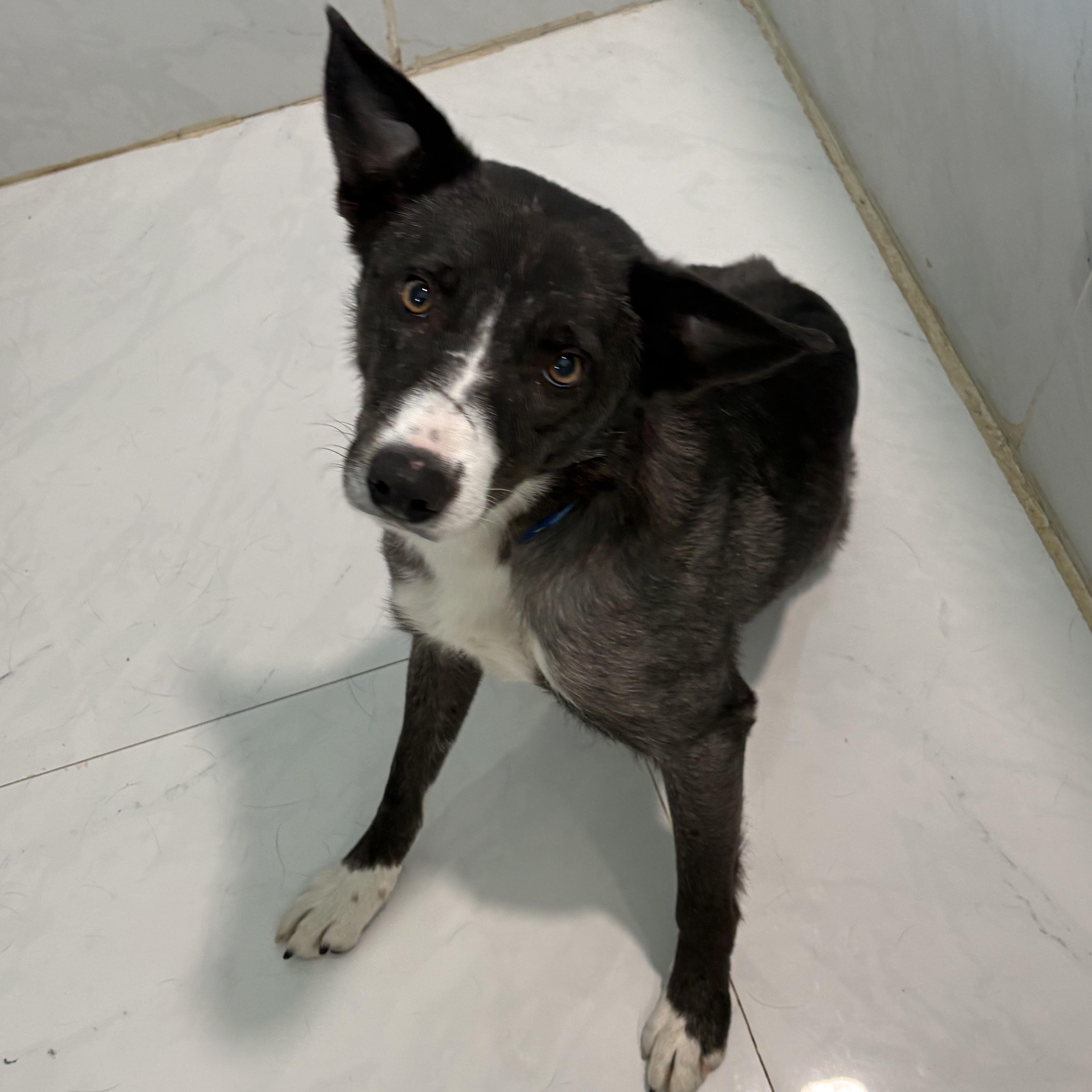 June, a ADOPTABLE mixed breed in Grant, NE image 2/5