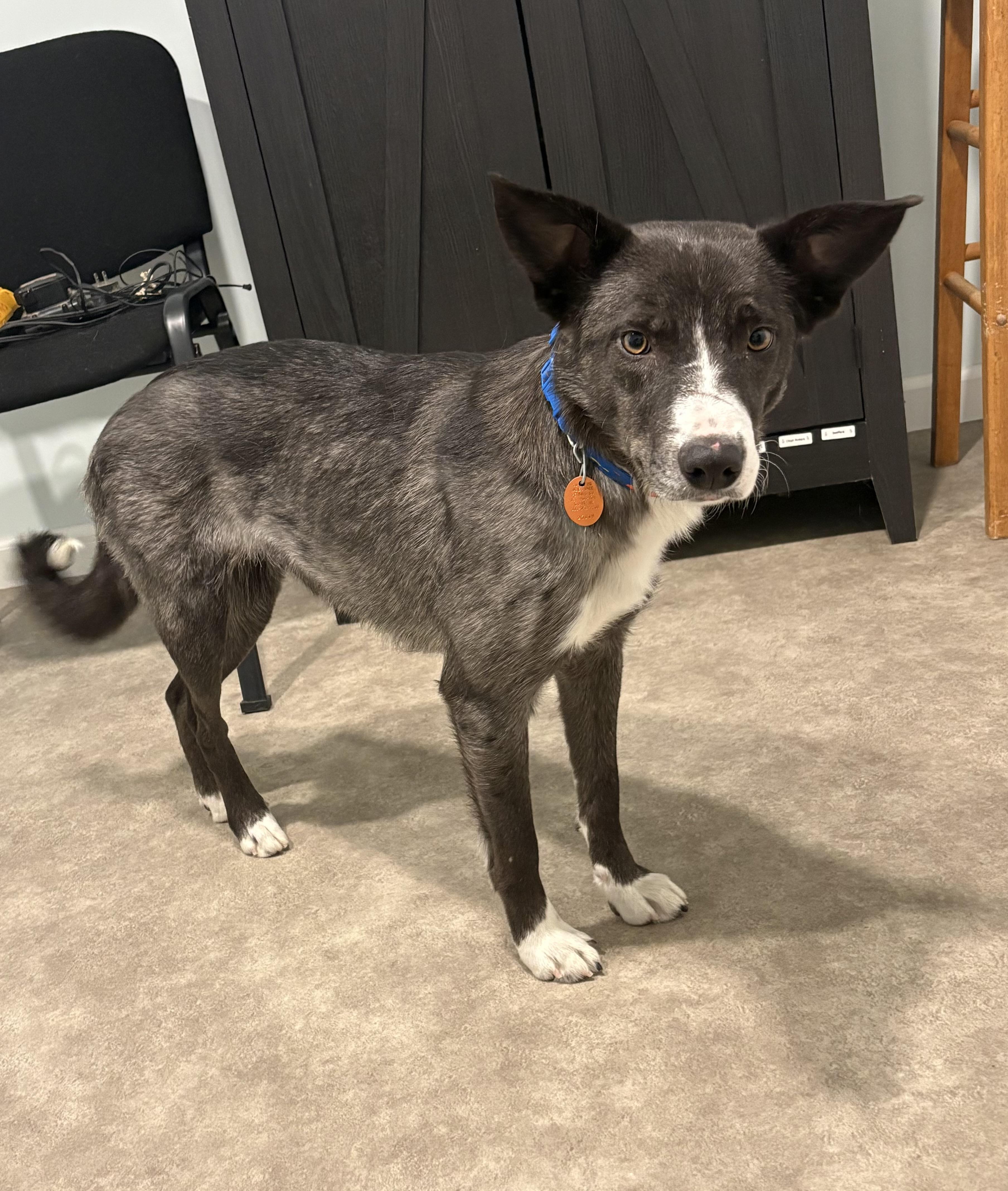 June, ADOPTABLE, Young Female Border Collie.