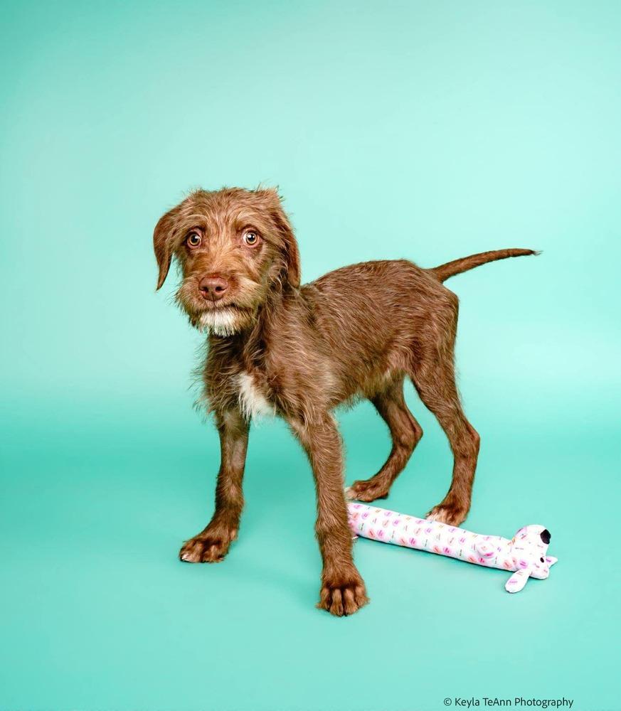 Mocha, Adoptable, Puppy Male Terrier.