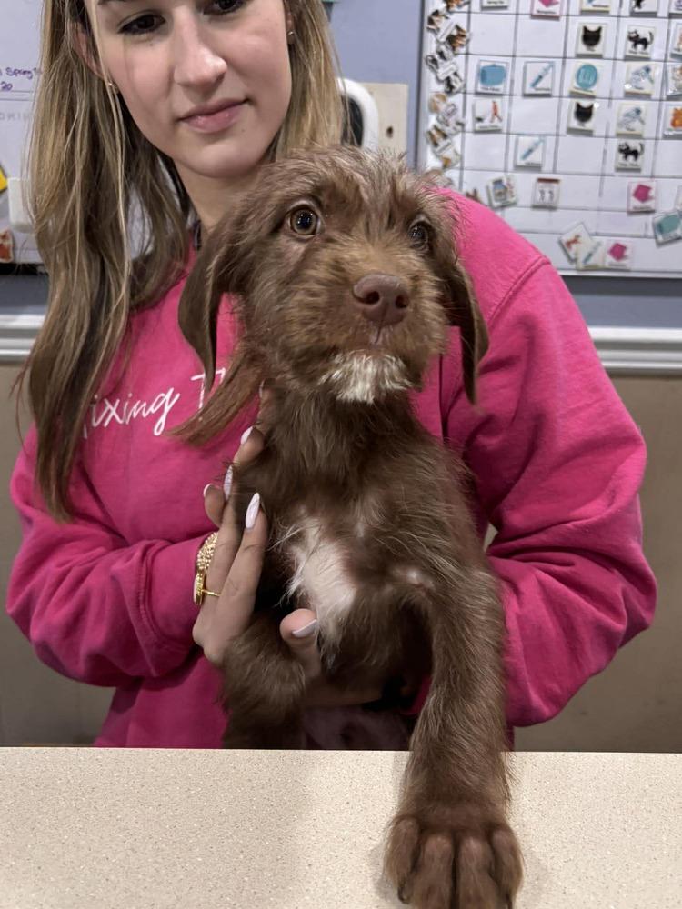 Enlarge Mocha, a Adoptable mixed breed in Statesboro, GA image 3/5