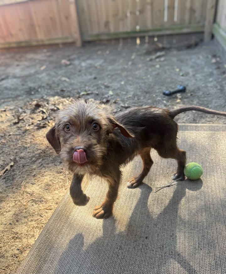 Enlarge Mocha, a Adoptable mixed breed in Statesboro, GA image 5/5