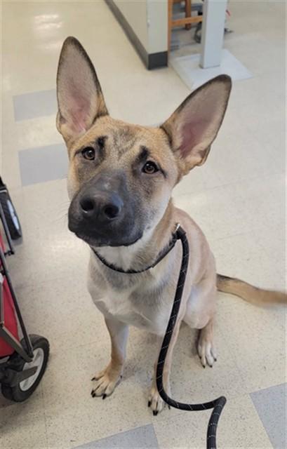 REX, Adoptable, Young Male German Shepherd Dog & Mixed Breed.