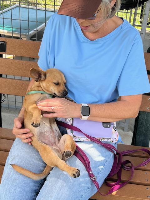 Enlarge Blossom, a ADOPTABLE mixed breed in Ruskin, FL image 2/3