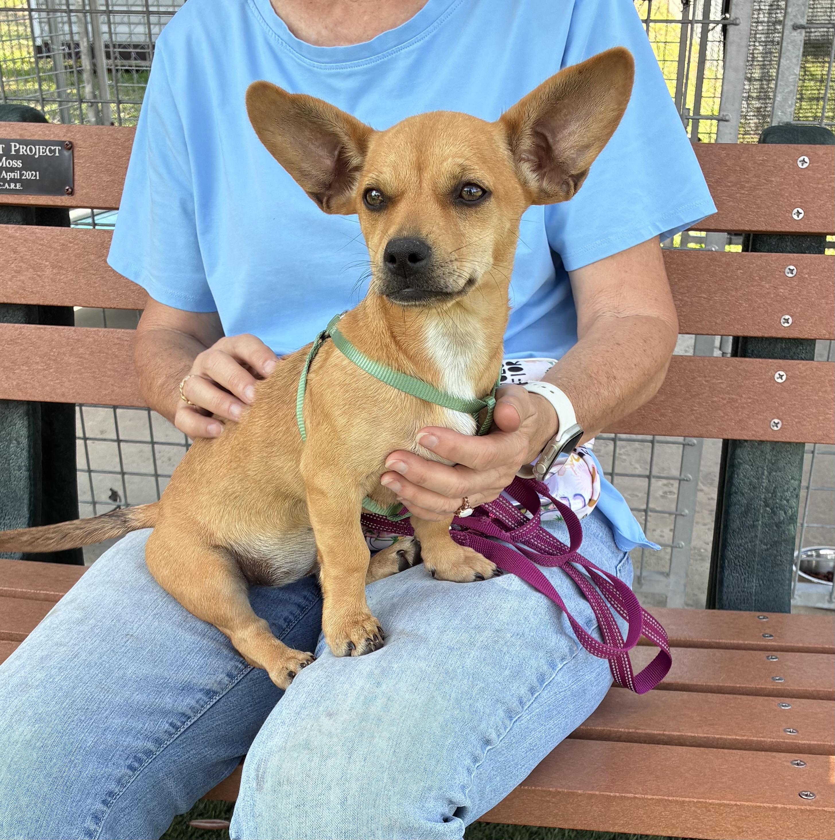 Enlarge Blossom, a ADOPTABLE mixed breed in Ruskin, FL image 1/3