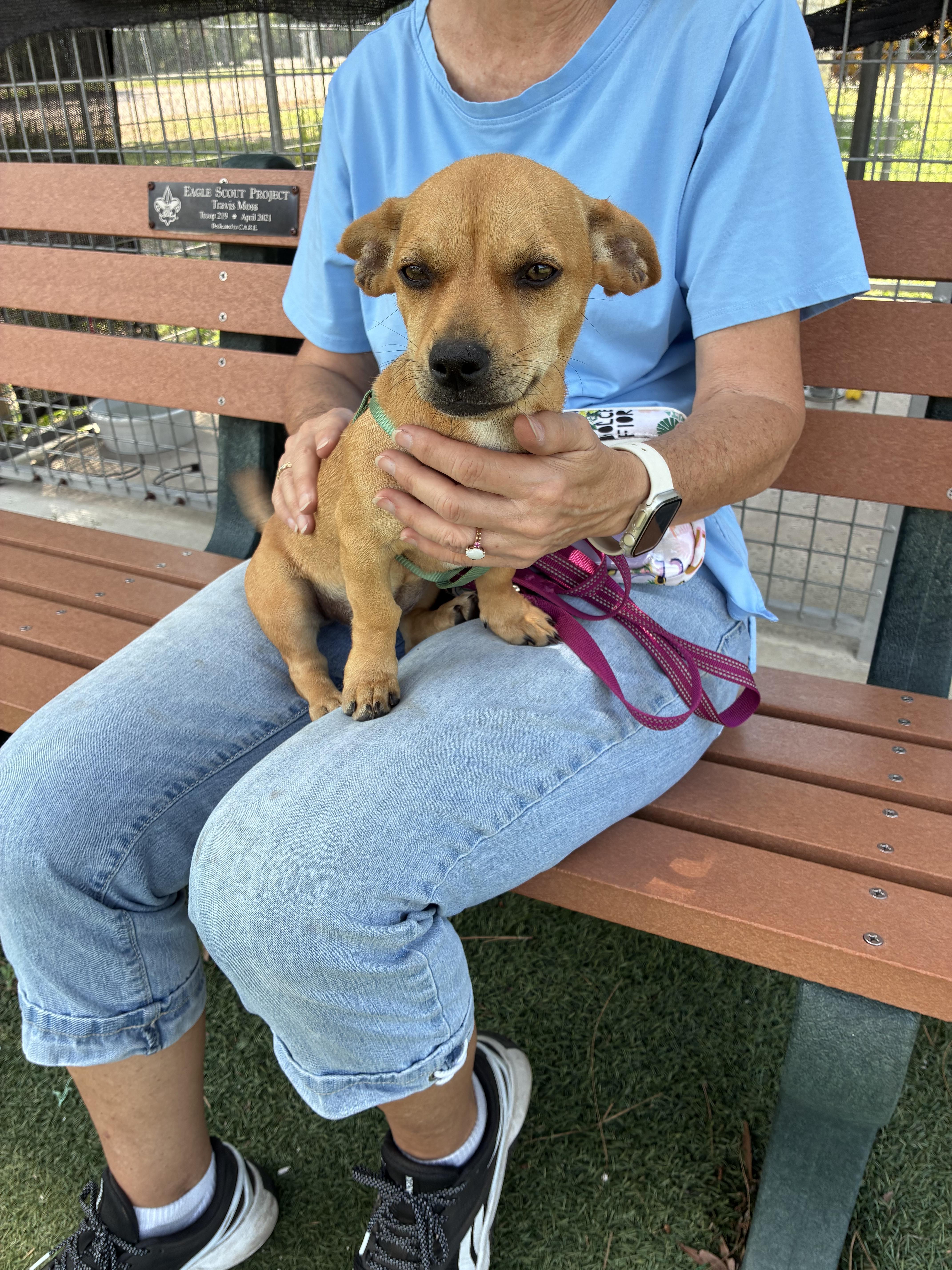 Enlarge Blossom, a ADOPTABLE mixed breed in Ruskin, FL image 3/3