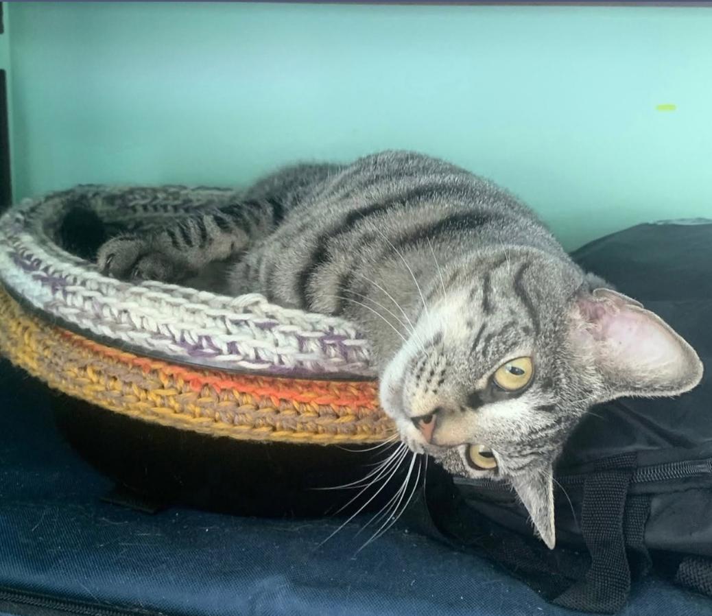 Jackie, Adoptable, Adult Female Domestic Short Hair.