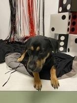 Grant 59325325, Adoptable, Adult Male Mixed Breed.