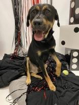 Grant 59325325, a Adoptable Mixed Breed in Harvey , LA image 2/3