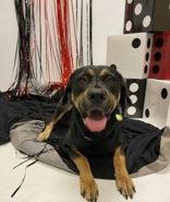 Grant 59325325, a Adoptable Mixed Breed in Harvey , LA image 3/3