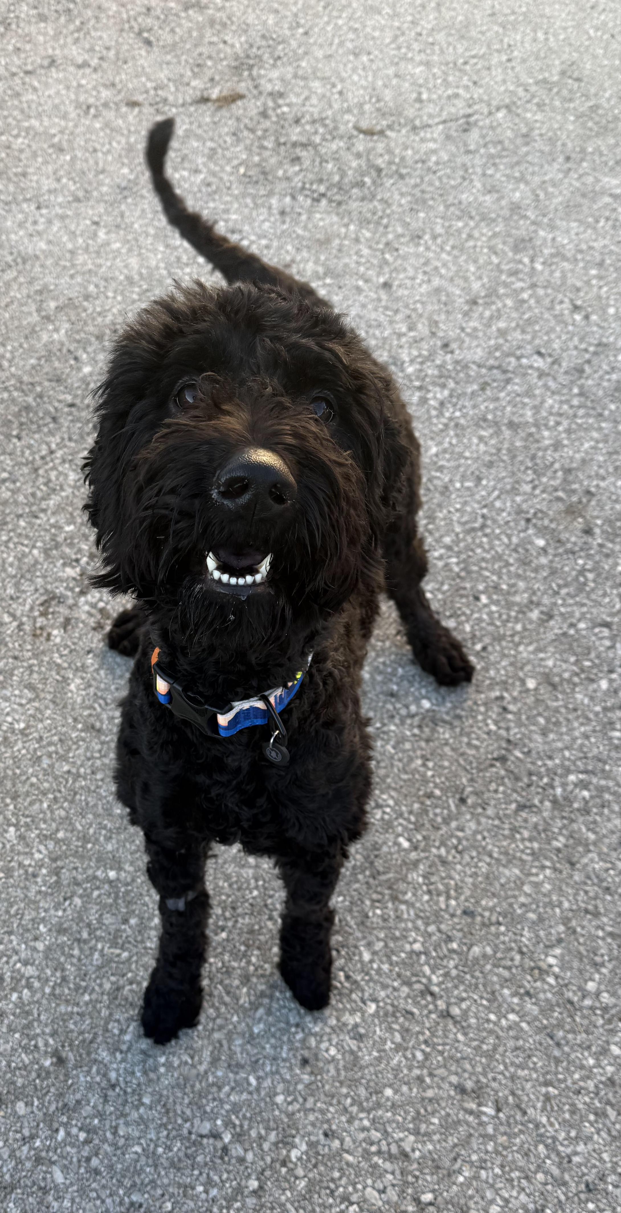 Miles, an adoptable Labradoodle in Lexington, KY, 40508 | Photo Image 1