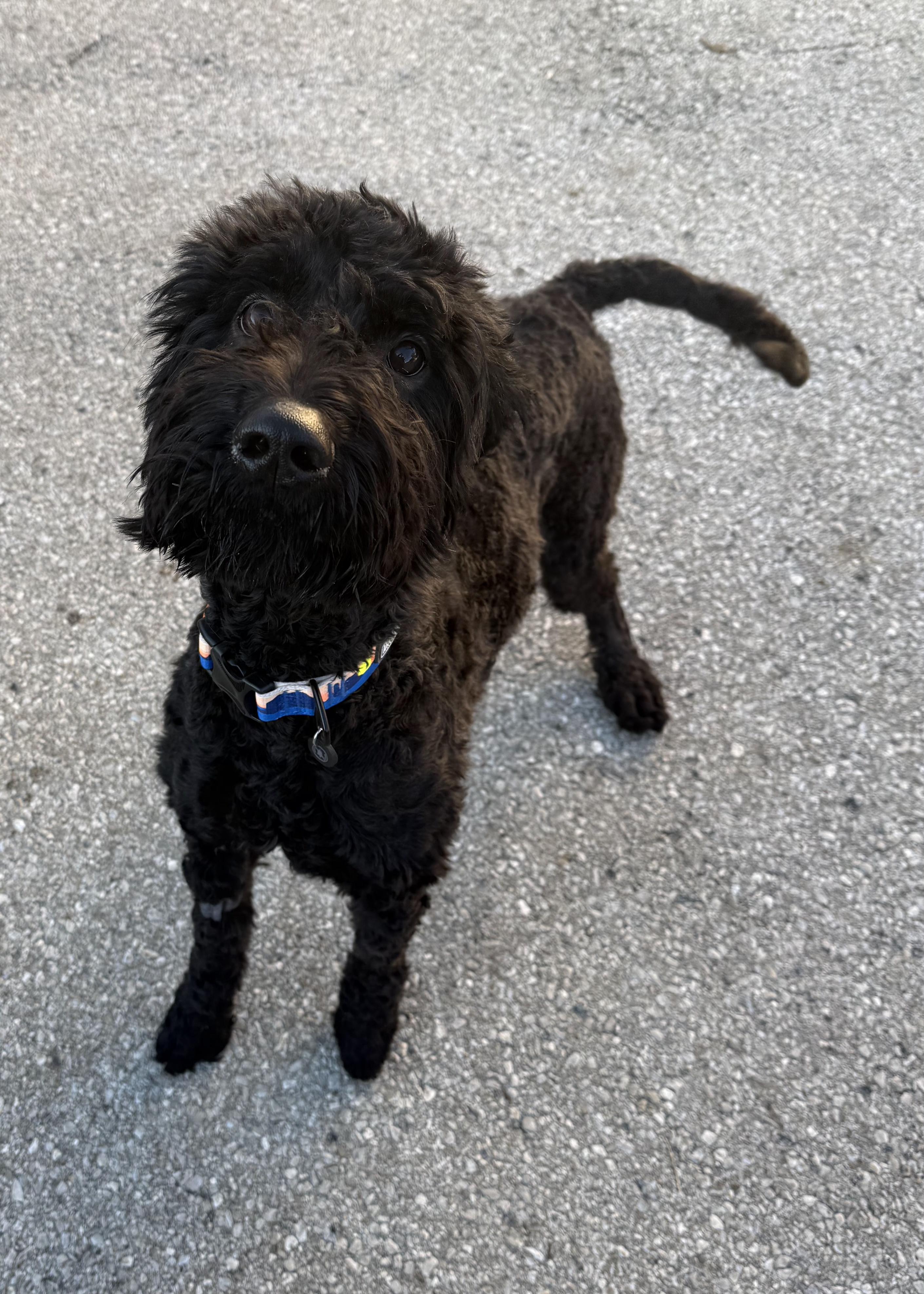 Miles, an adoptable Labradoodle in Lexington, KY, 40508 | Photo Image 2