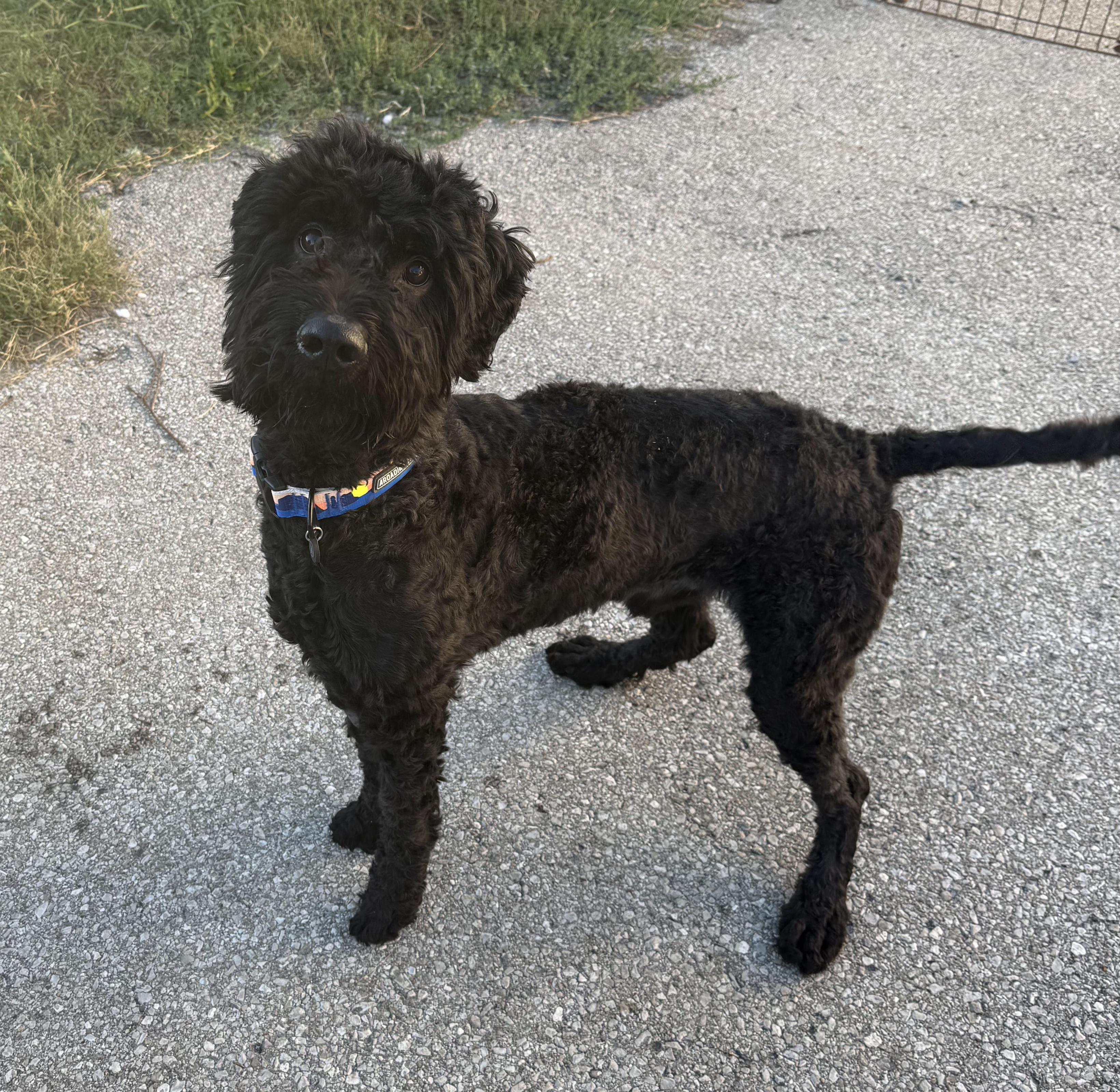 Miles, an adoptable Labradoodle in Lexington, KY, 40508 | Photo Image 3