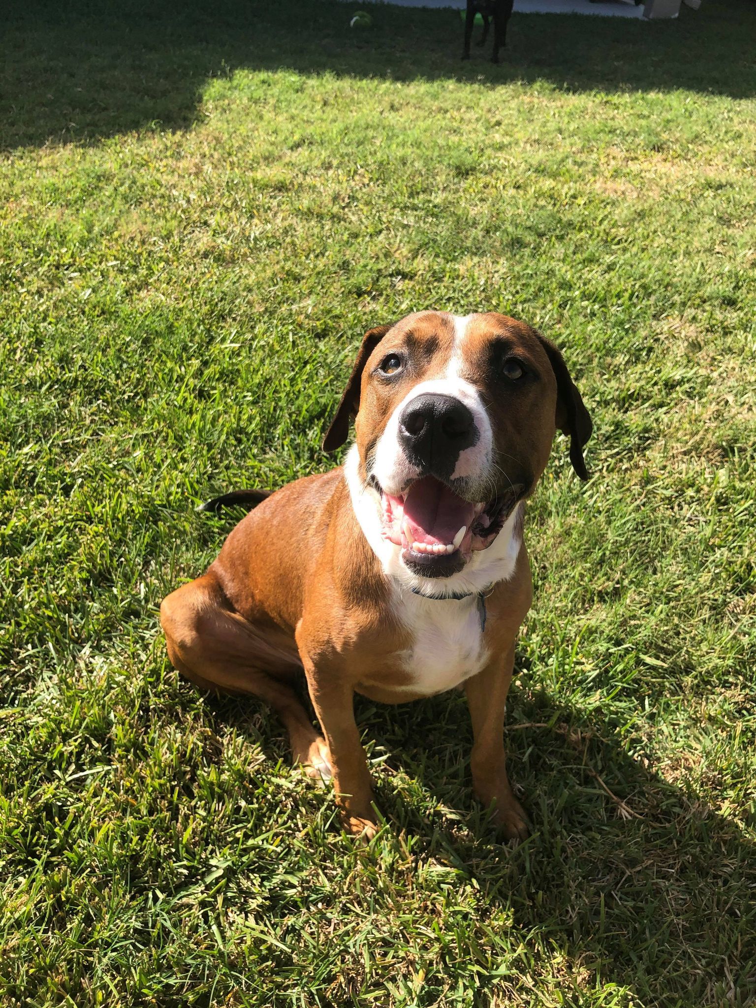 Thor Boxer Dog