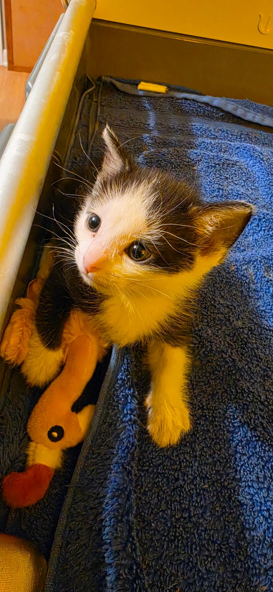 Kros, a ADOPTABLE Domestic Short Hair in Kenosha , WI image 1/3