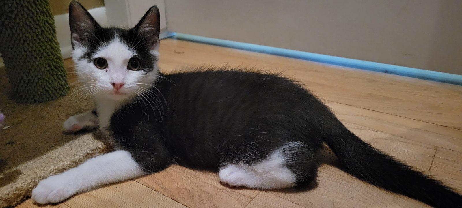 Kros, a ADOPTABLE Domestic Short Hair in Kenosha , WI image 2/3
