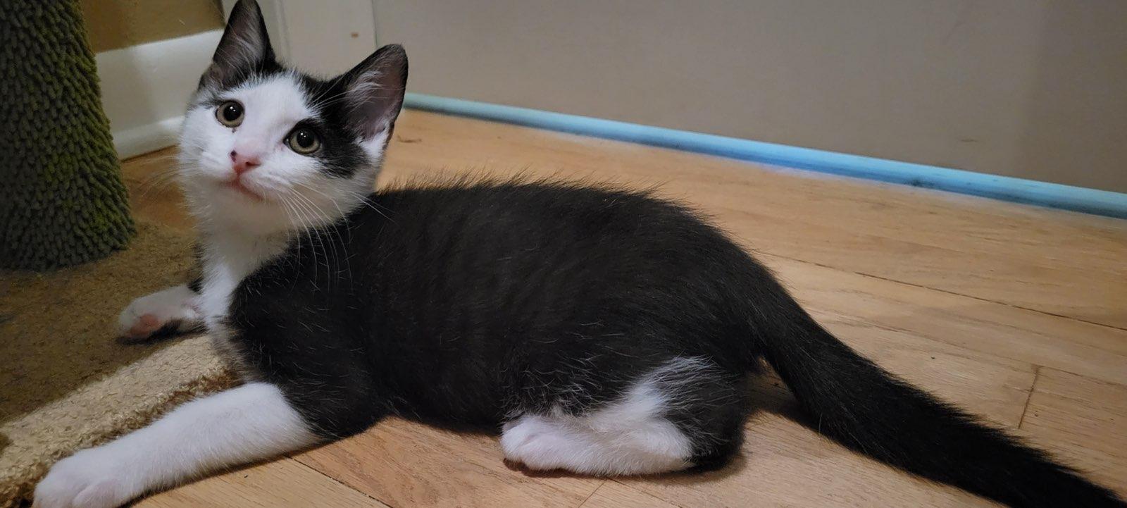 Kros, a ADOPTABLE Domestic Short Hair in Kenosha , WI image 3/3