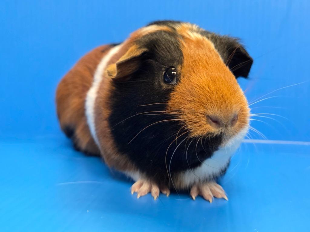 Shirley / Julie, Adoptable, Baby Female Guinea Pig.