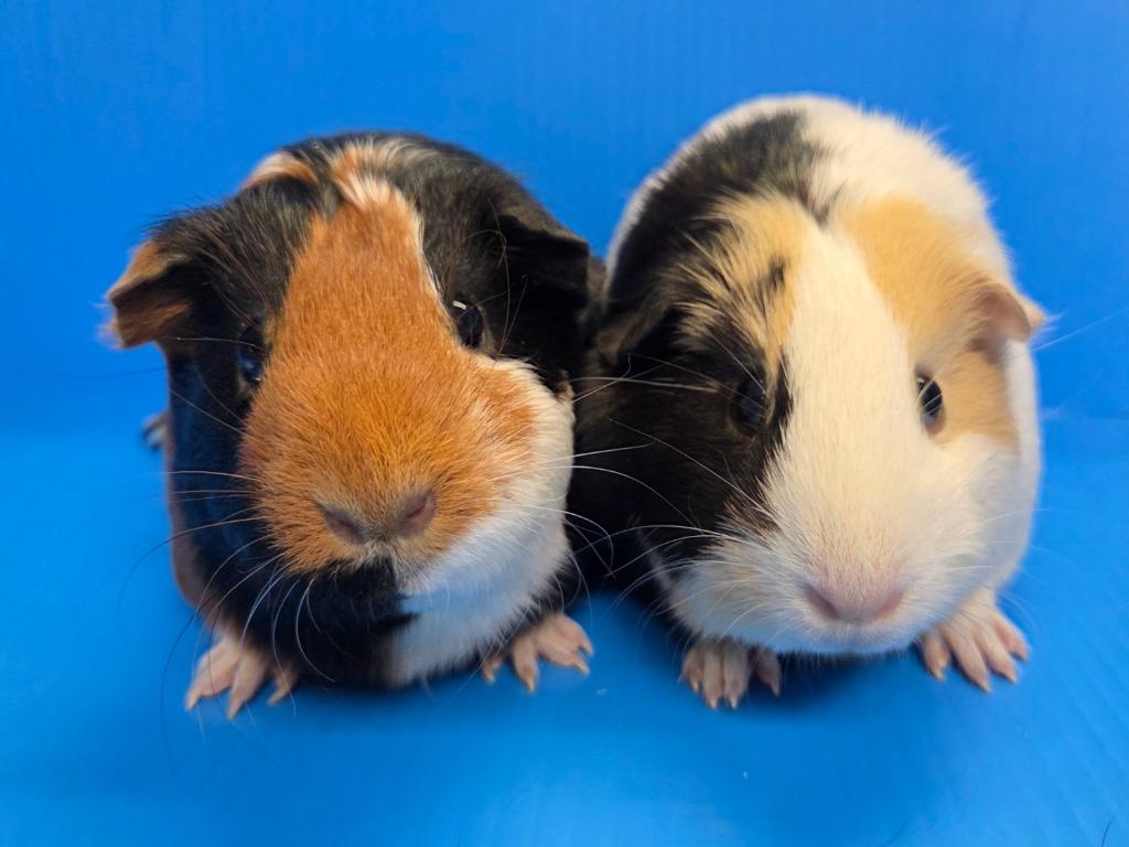 Enlarge Shirley / Julie, a Adoptable mixed breed in Lewisville, TX image 2/3