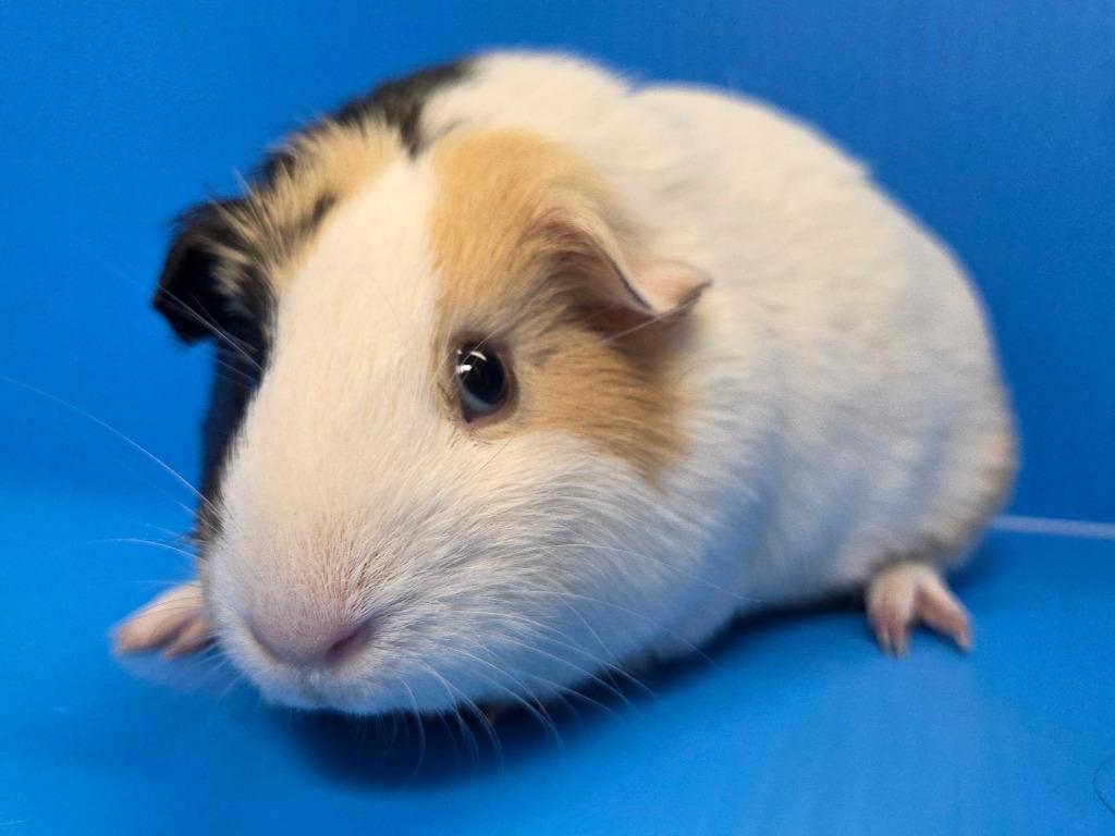 Enlarge Shirley / Julie, a Adoptable mixed breed in Lewisville, TX image 3/3