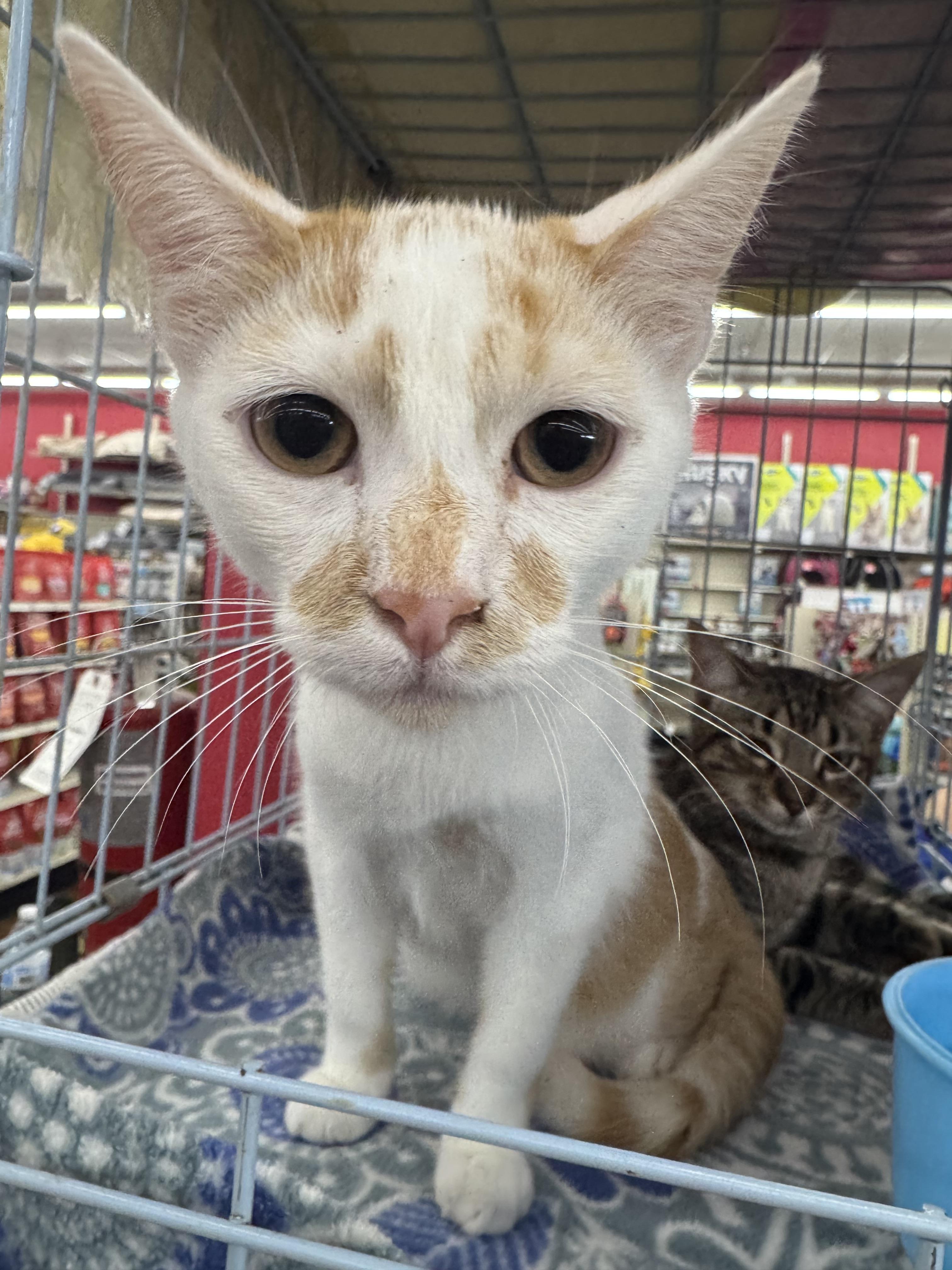 Enlarge Zephyr, a Adoptable mixed breed in CRYSTAL RIVER, FL image 3/4