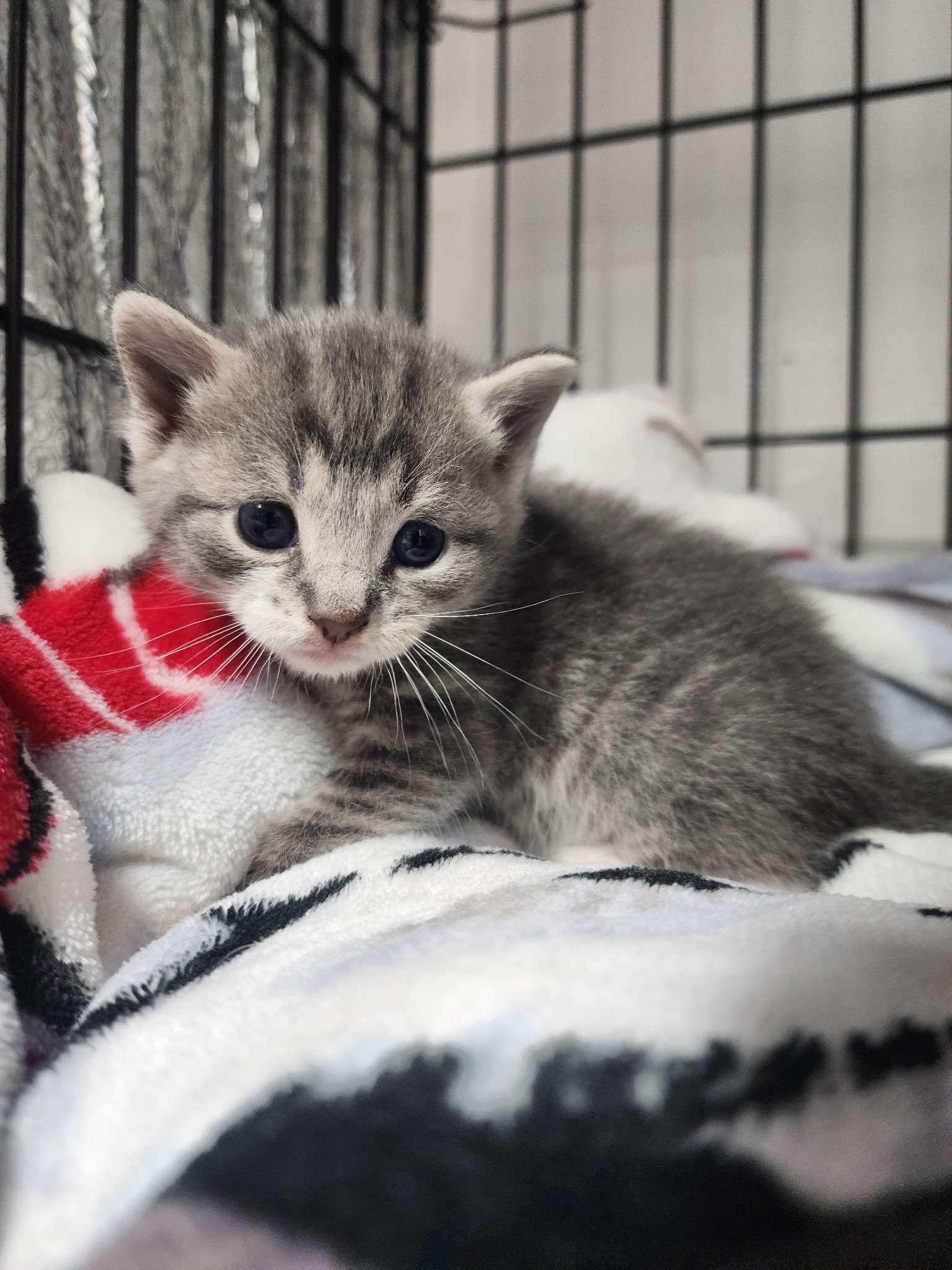 Velvet, adopted, Kitten Male Domestic Short Hair.