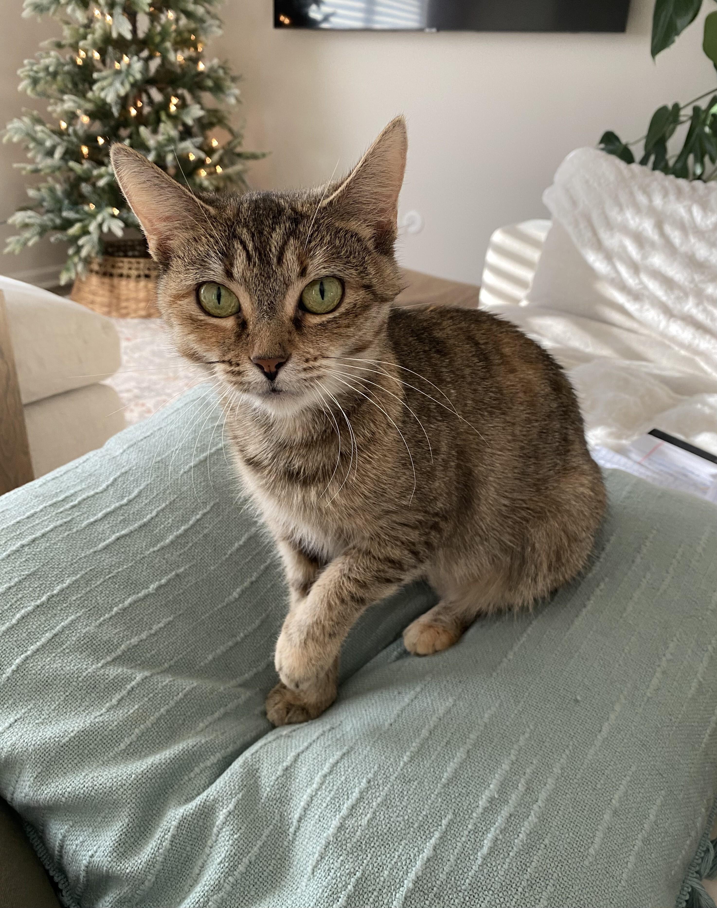 Eleanor, adopted, Adult Female Domestic Short Hair.