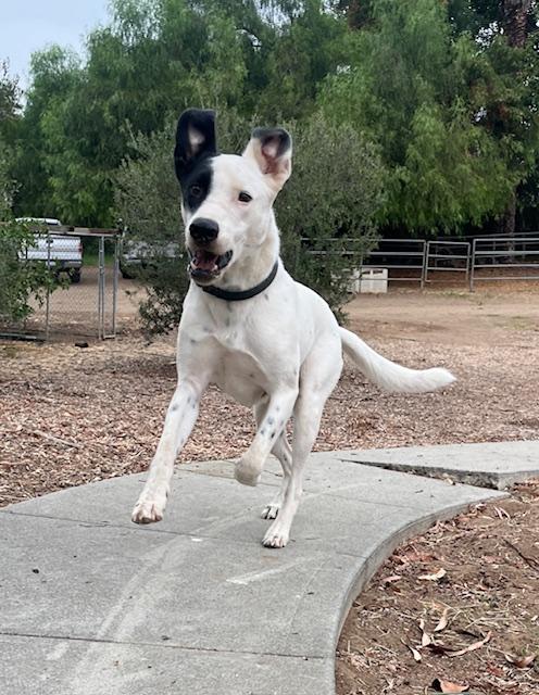 Enlarge Courtesy Post Milo, a Adoptable mixed breed in Los Angeles, CA image 1/2