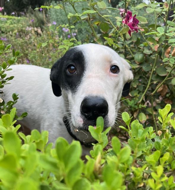 Enlarge Courtesy Post Milo, a Adoptable mixed breed in Los Angeles, CA image 2/2