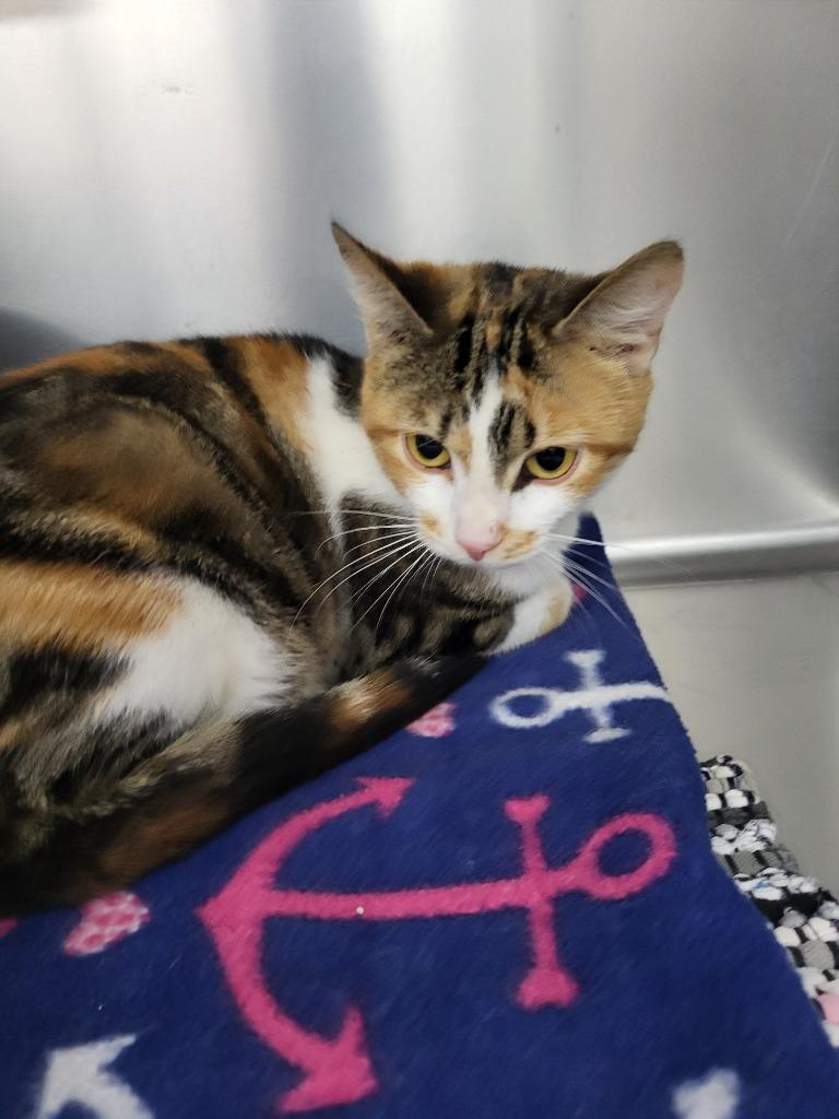 Nyx, Adopted, Young Female Domestic Short Hair.