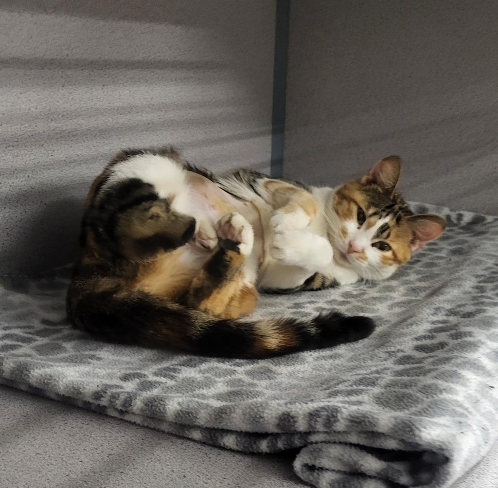 Enlarge Nyx, a Adopted mixed breed in Medford, WI image 2/2
