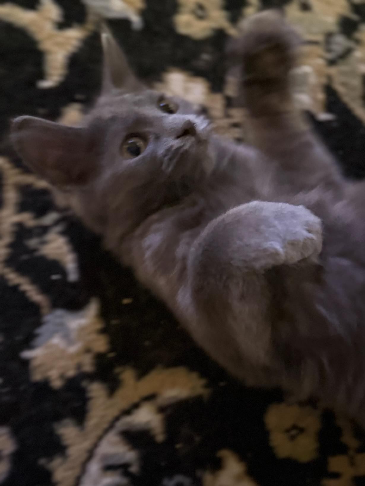 Enlarge Mystic Rose, a Adopted Domestic Medium Hair in Charlestown, NH image 2/6
