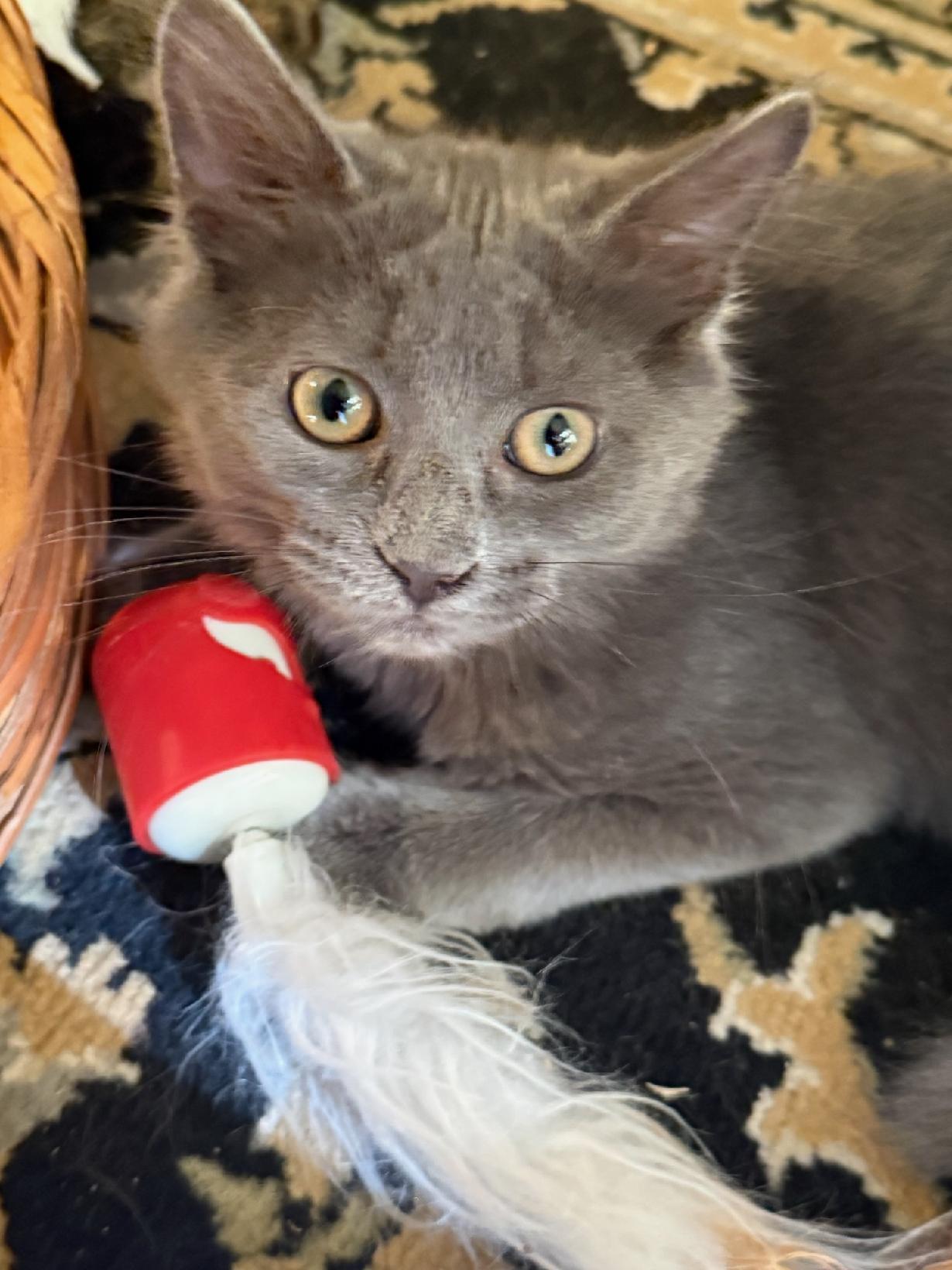 Enlarge Mystic Rose, a Adopted Domestic Medium Hair in Charlestown, NH image 3/6