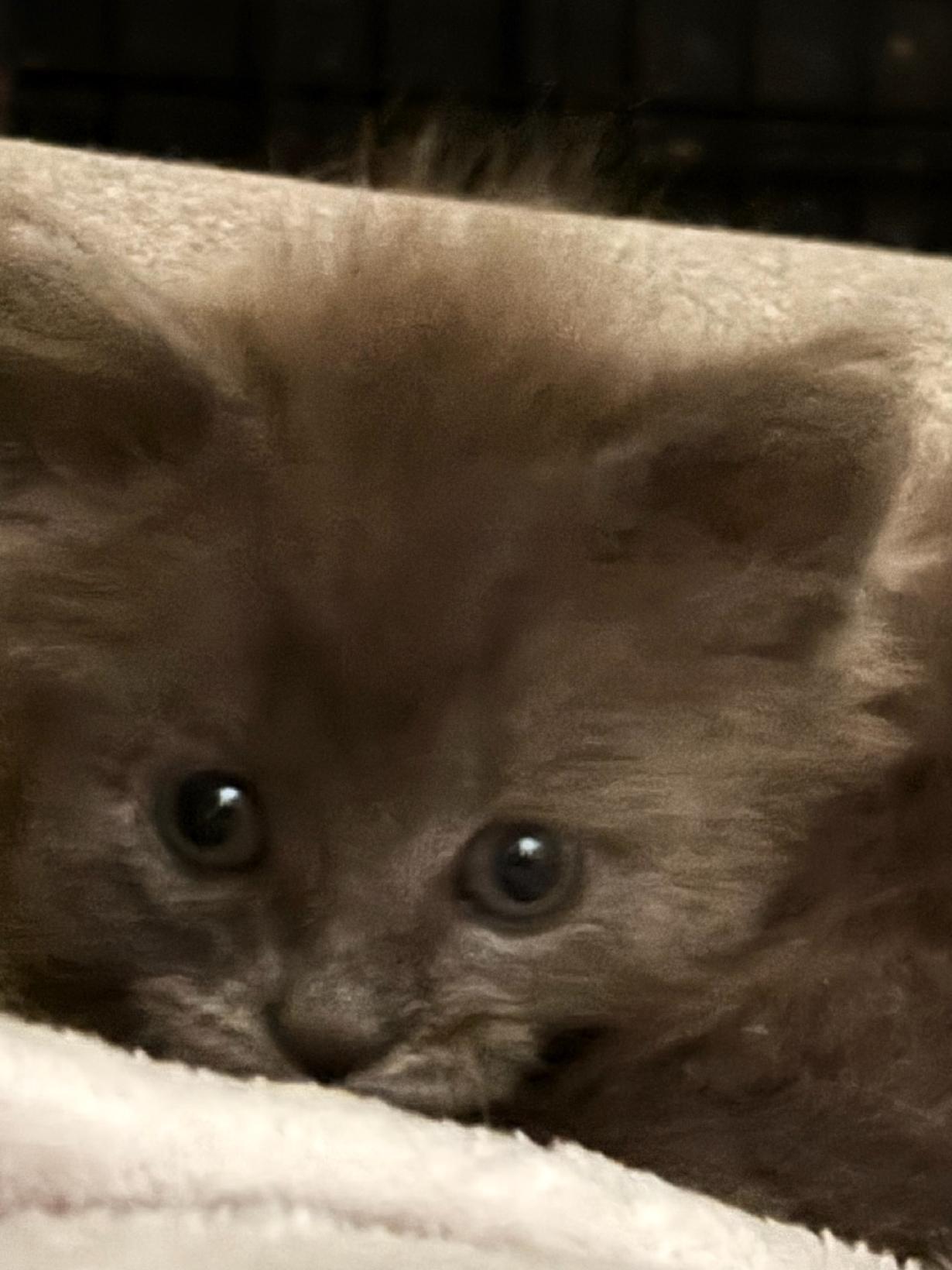 Enlarge Mystic Rose, a Adopted Domestic Medium Hair in Charlestown, NH image 6/6