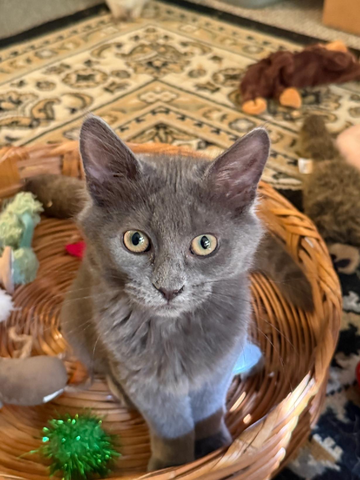 Mystic Rose, Adopted, Kitten Female Domestic Medium Hair.