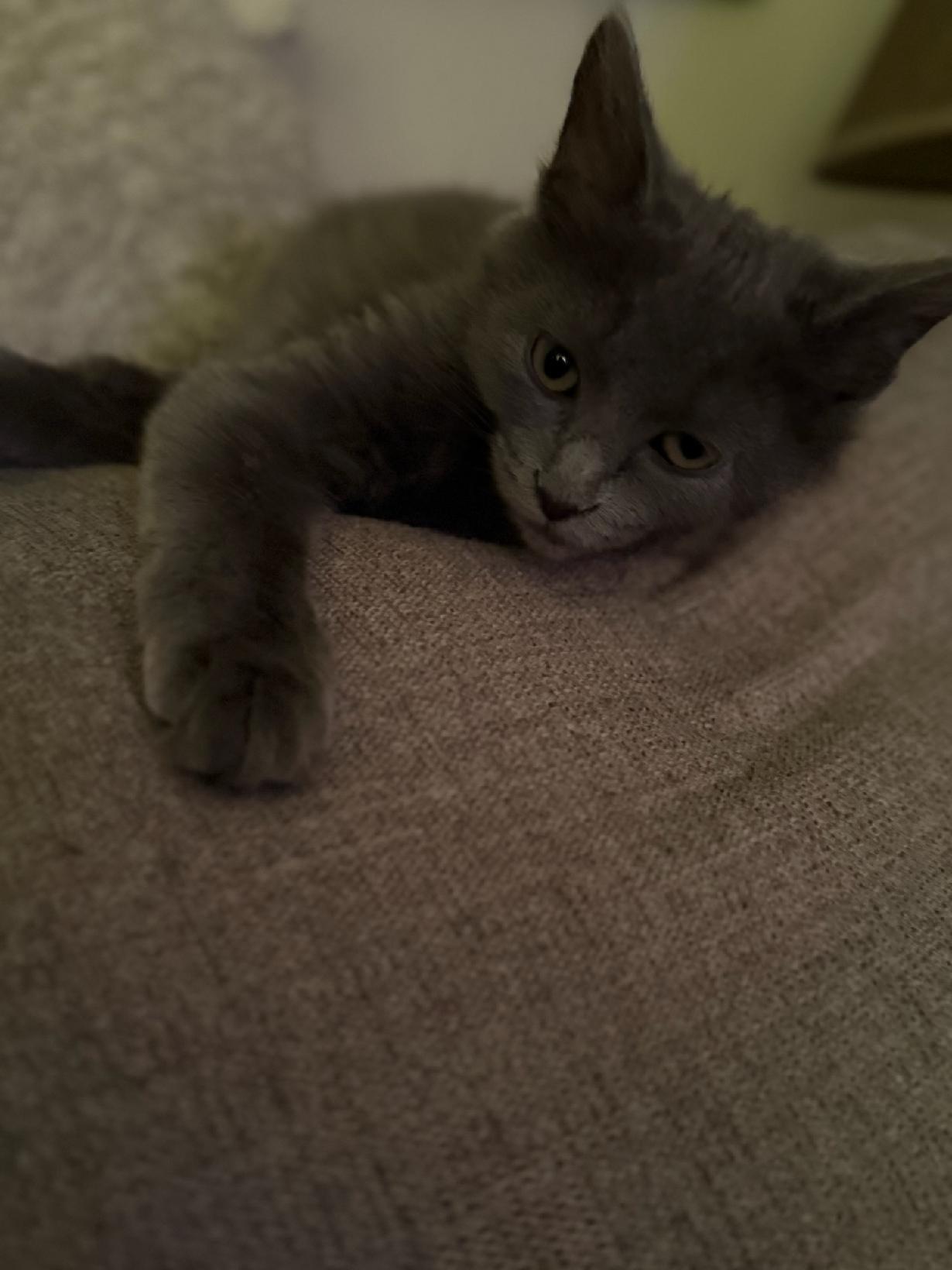 Enlarge Mystic Rose, a Adopted Domestic Medium Hair in Charlestown, NH image 4/6