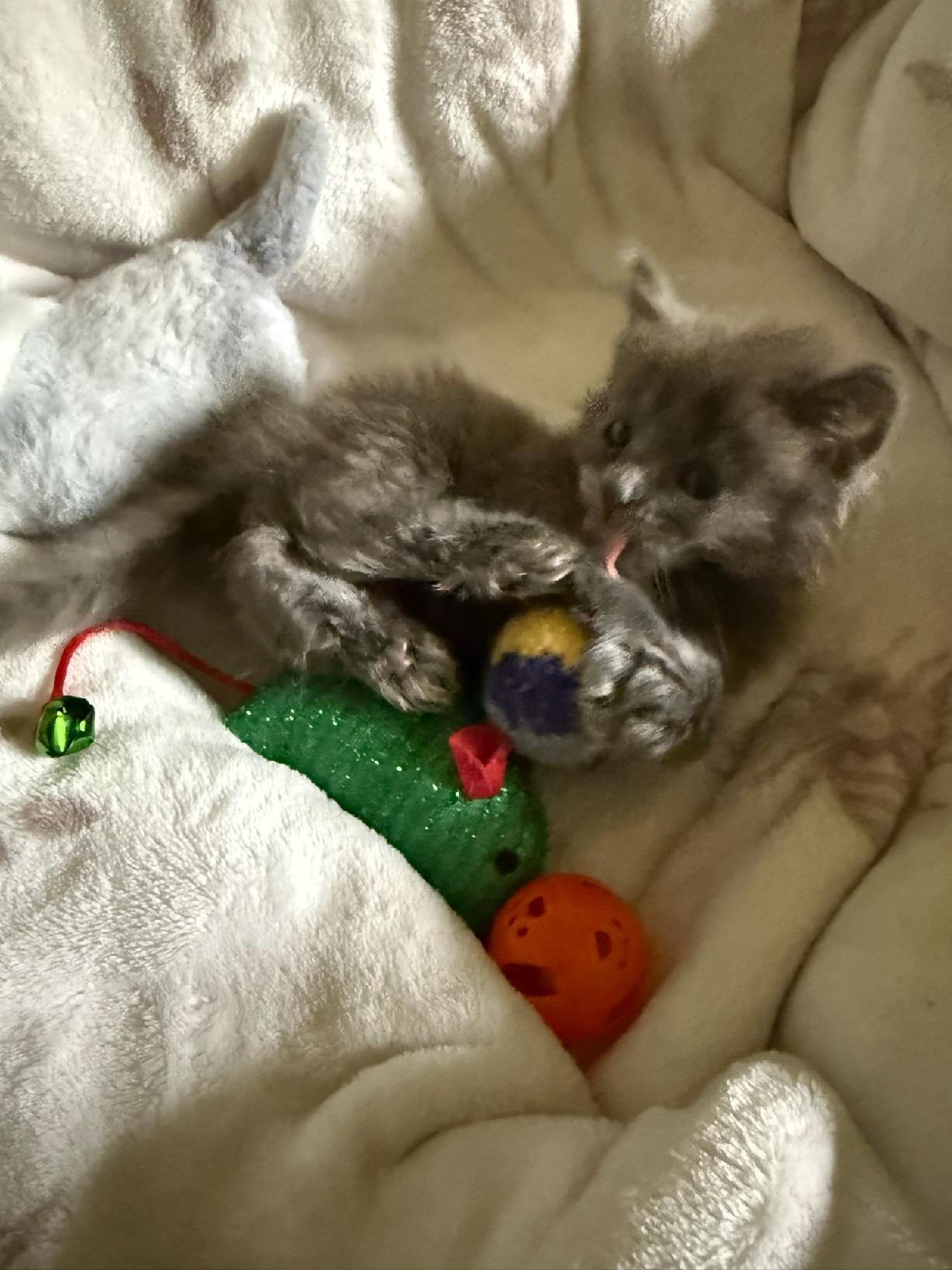 Enlarge Mystic Rose, a Adopted Domestic Medium Hair in Charlestown, NH image 5/6