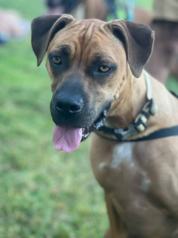 Chloe, Adoptable, Young Female Boxer.