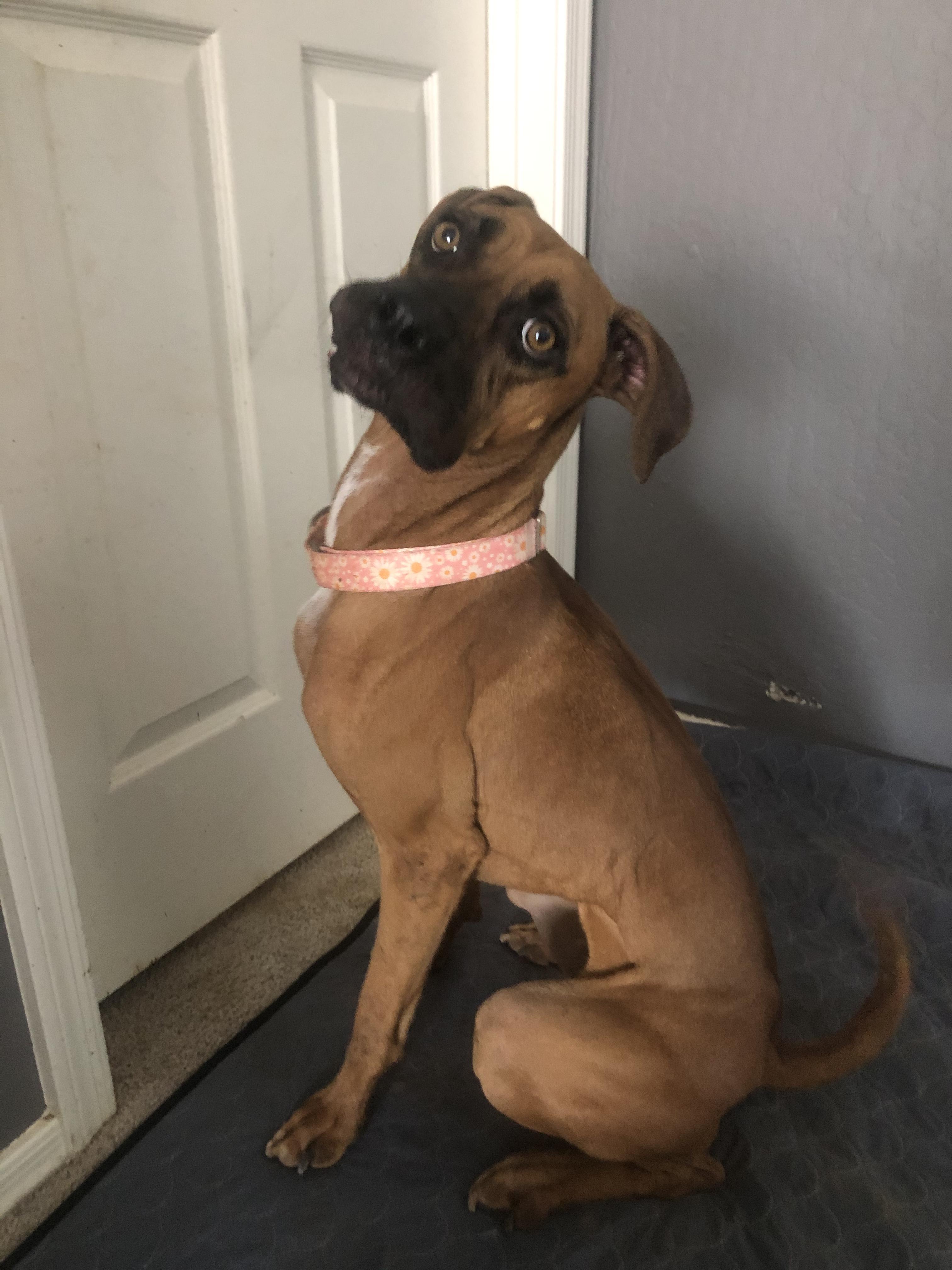 Chloe, a Adoptable Boxer image 2/5