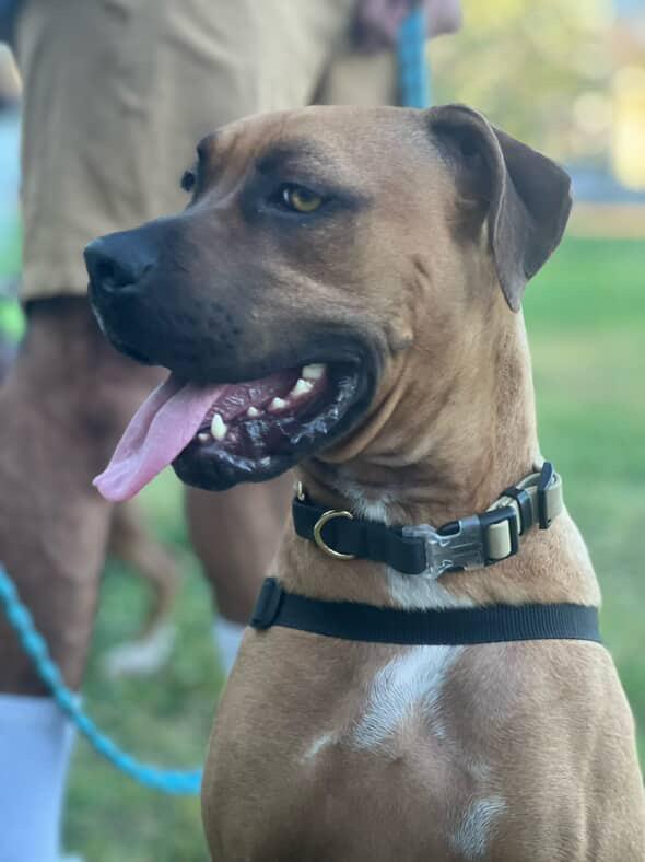 Chloe, a Adoptable Boxer image 3/5