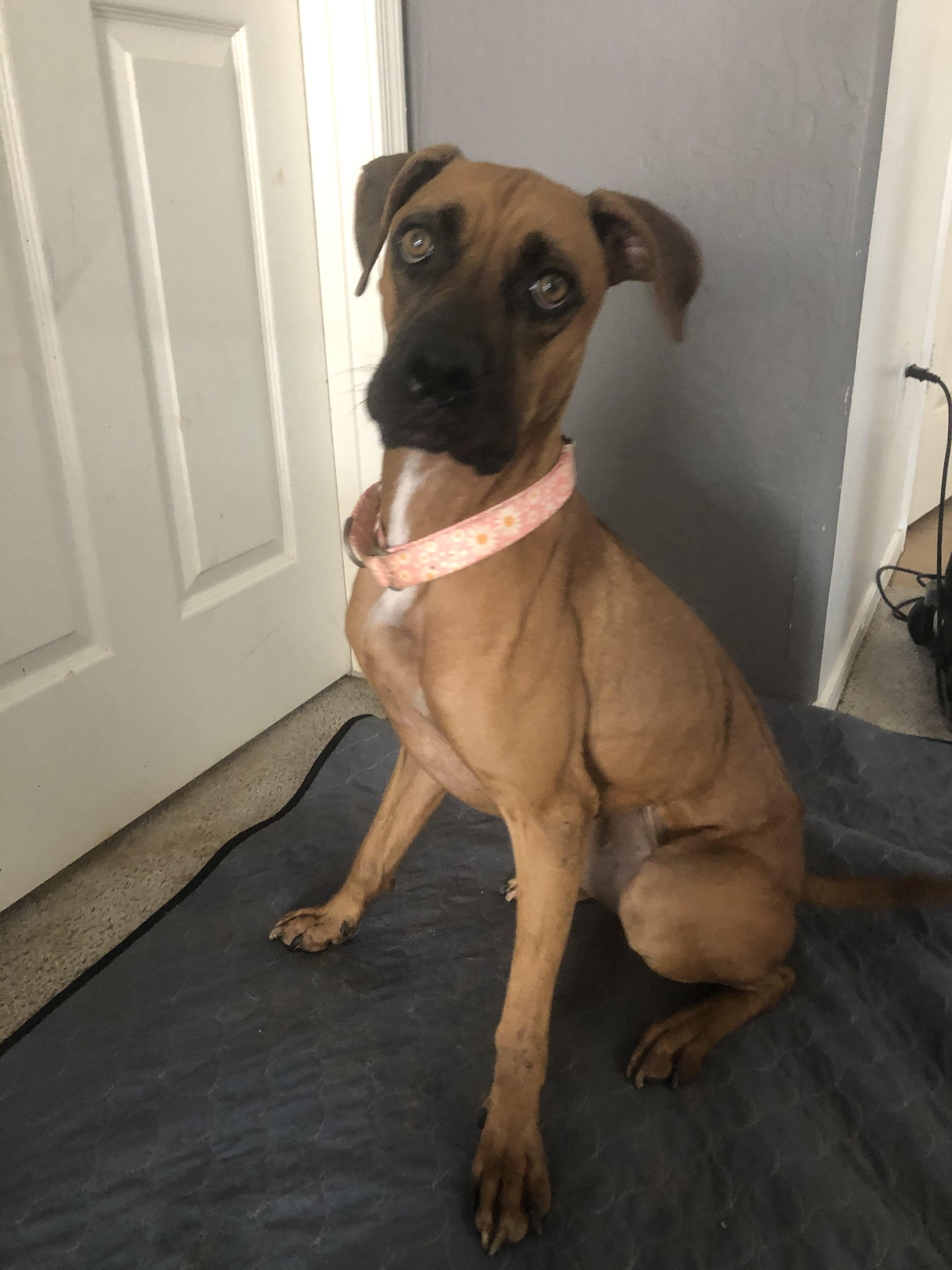 Chloe, a Adoptable Boxer image 4/5