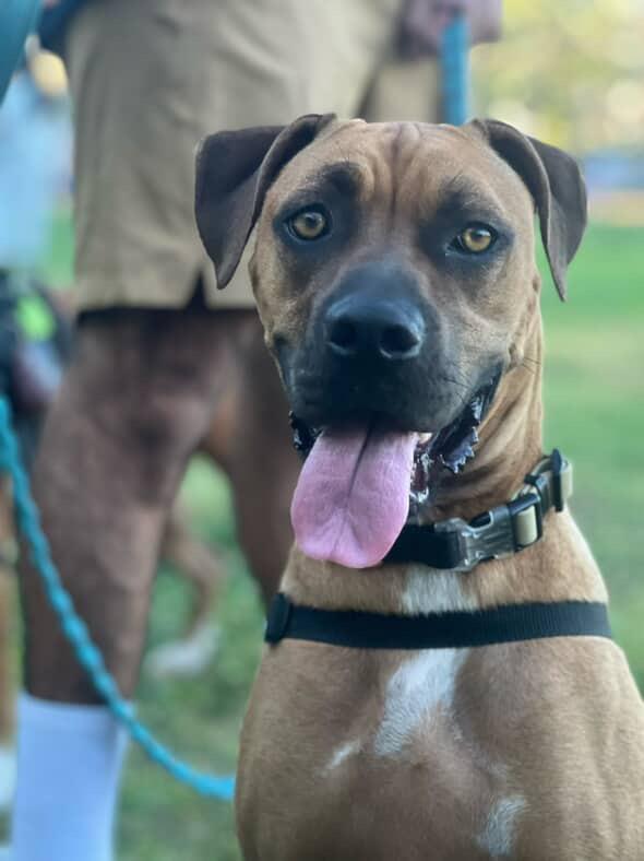 Chloe, a Adoptable Boxer image 5/5