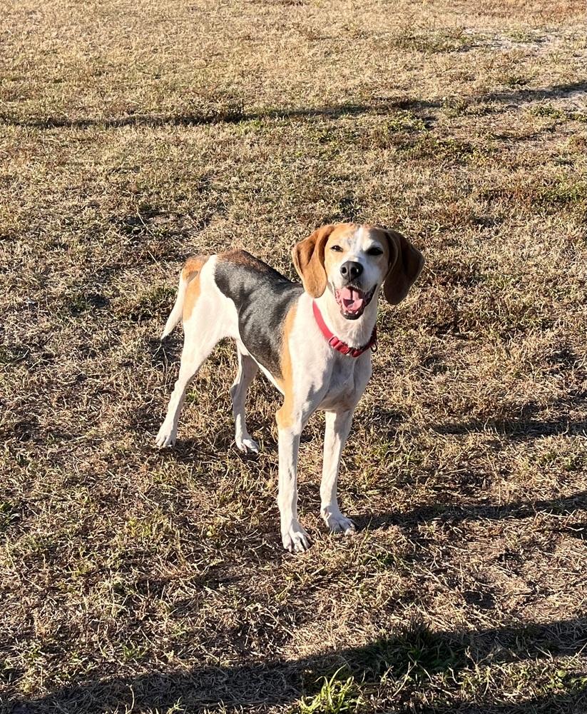 Enlarge Oakley, a Adoptable mixed breed in Seminole, FL image 1/6