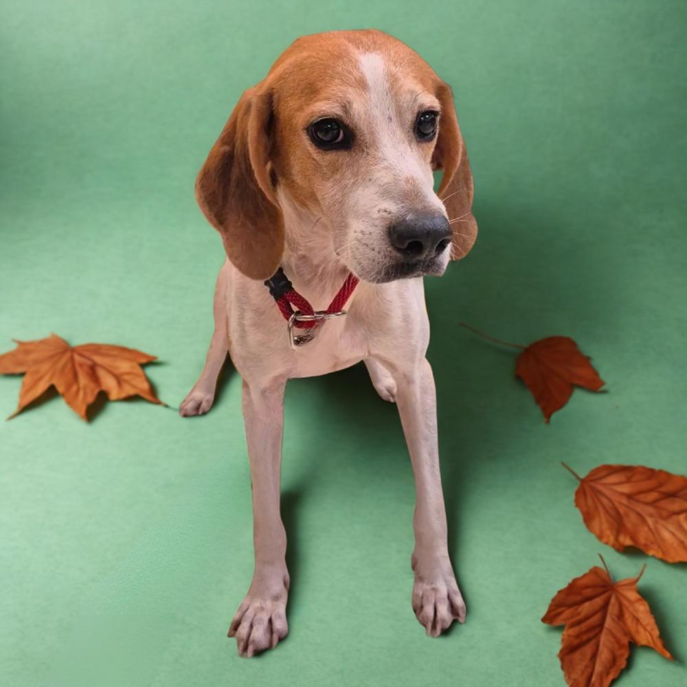 Enlarge Oakley, a Adoptable mixed breed in Seminole, FL image 1/6