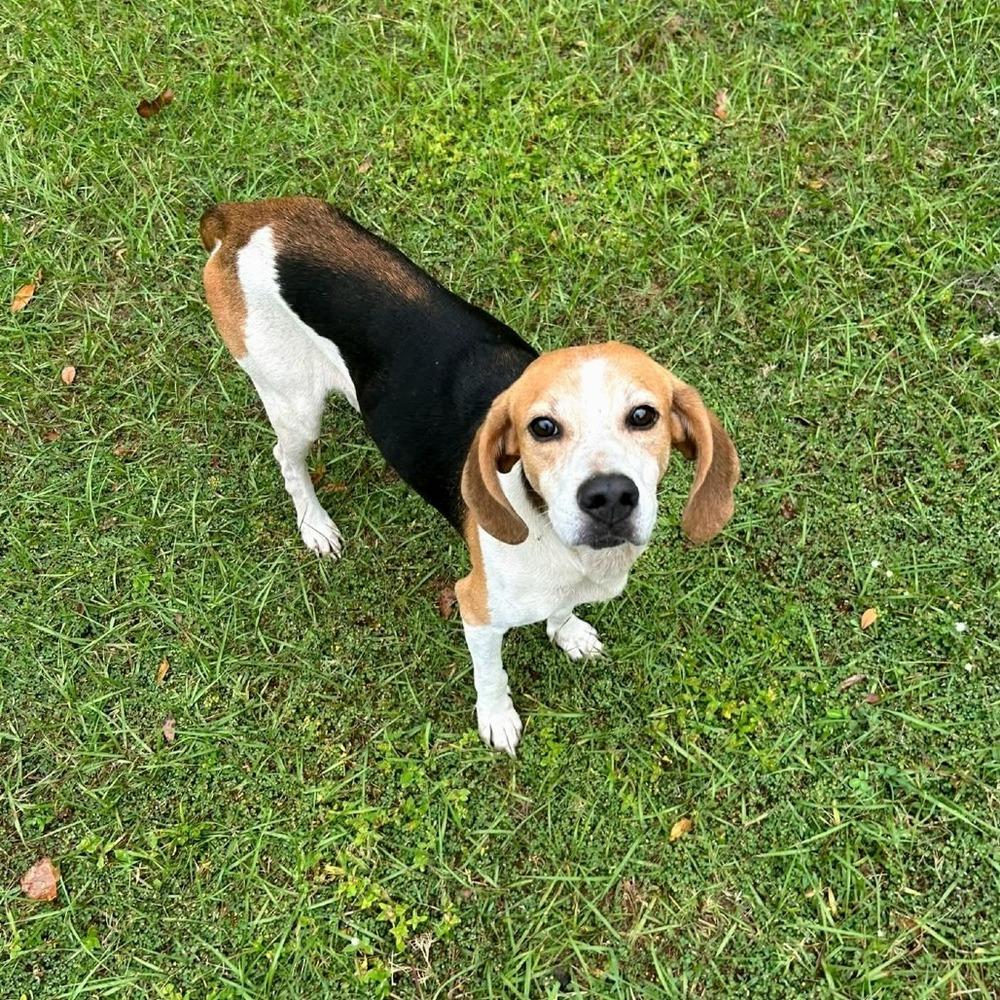 Enlarge Oakley, a Adoptable mixed breed in Seminole, FL image 2/6