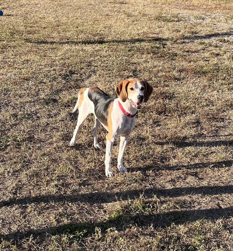 Enlarge Oakley, a Adoptable mixed breed in Seminole, FL image 3/6