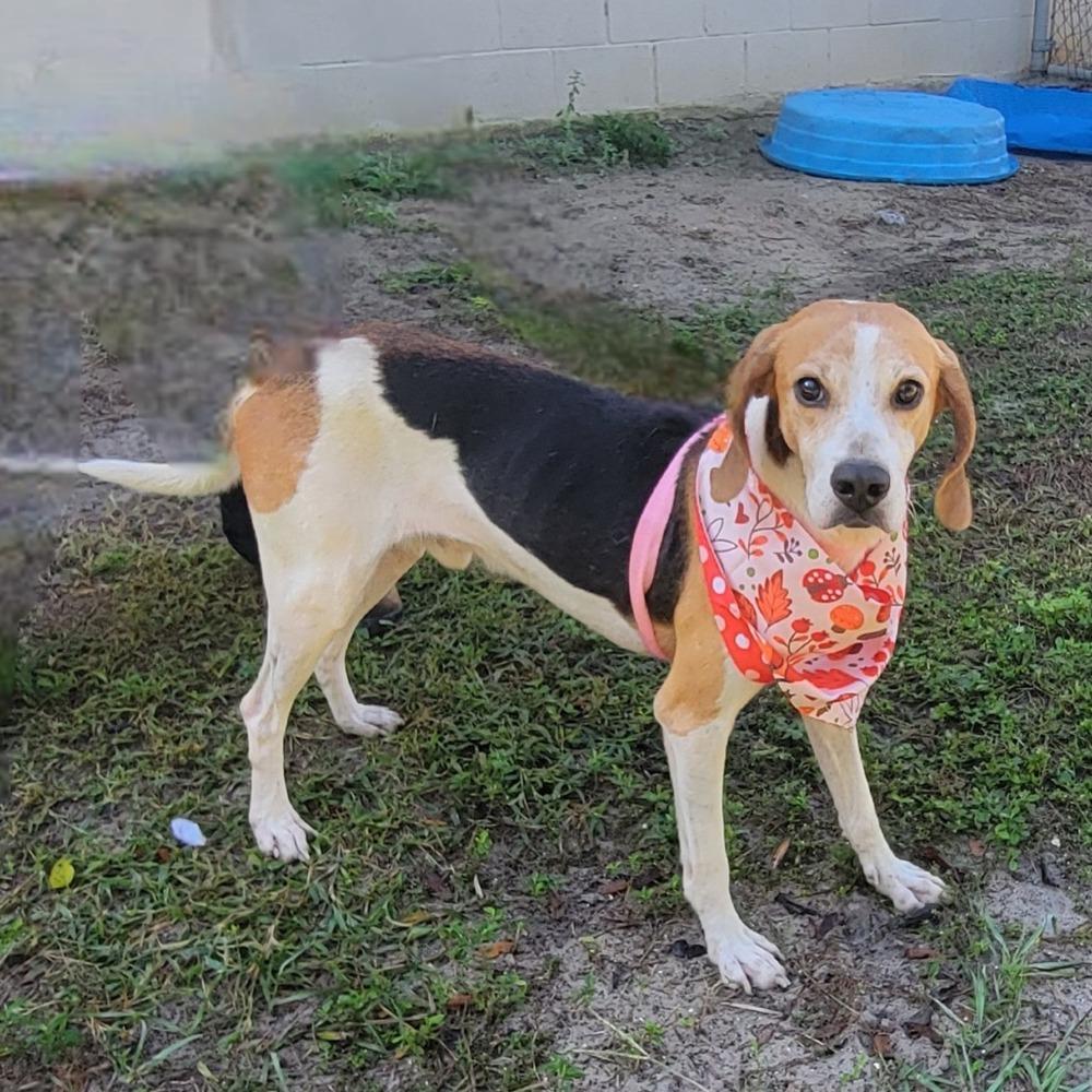 Enlarge Oakley, a Adoptable mixed breed in Seminole, FL image 3/6