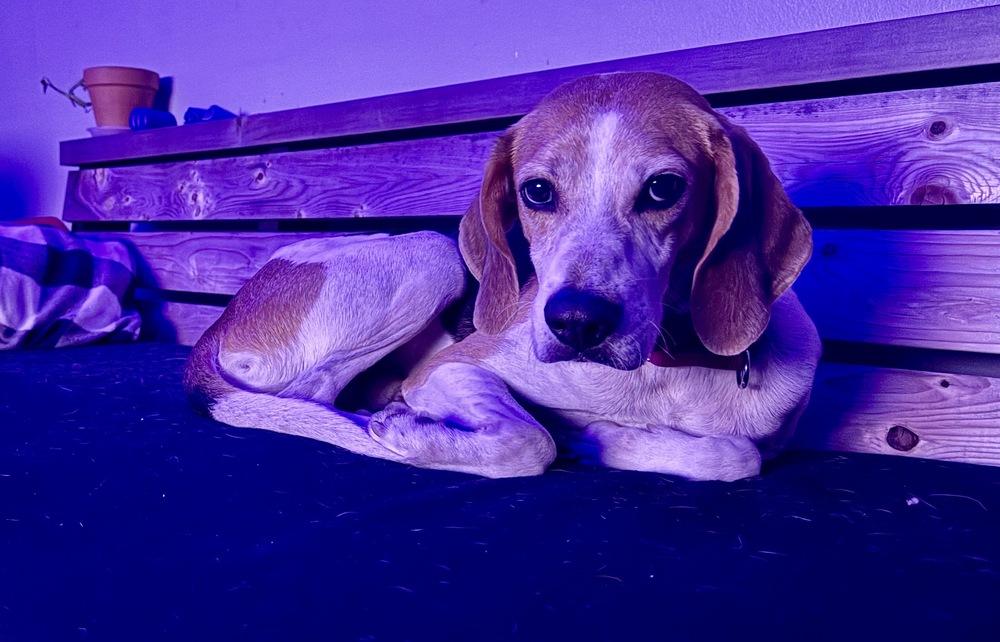 Enlarge Oakley, a Adoptable mixed breed in Seminole, FL image 4/6