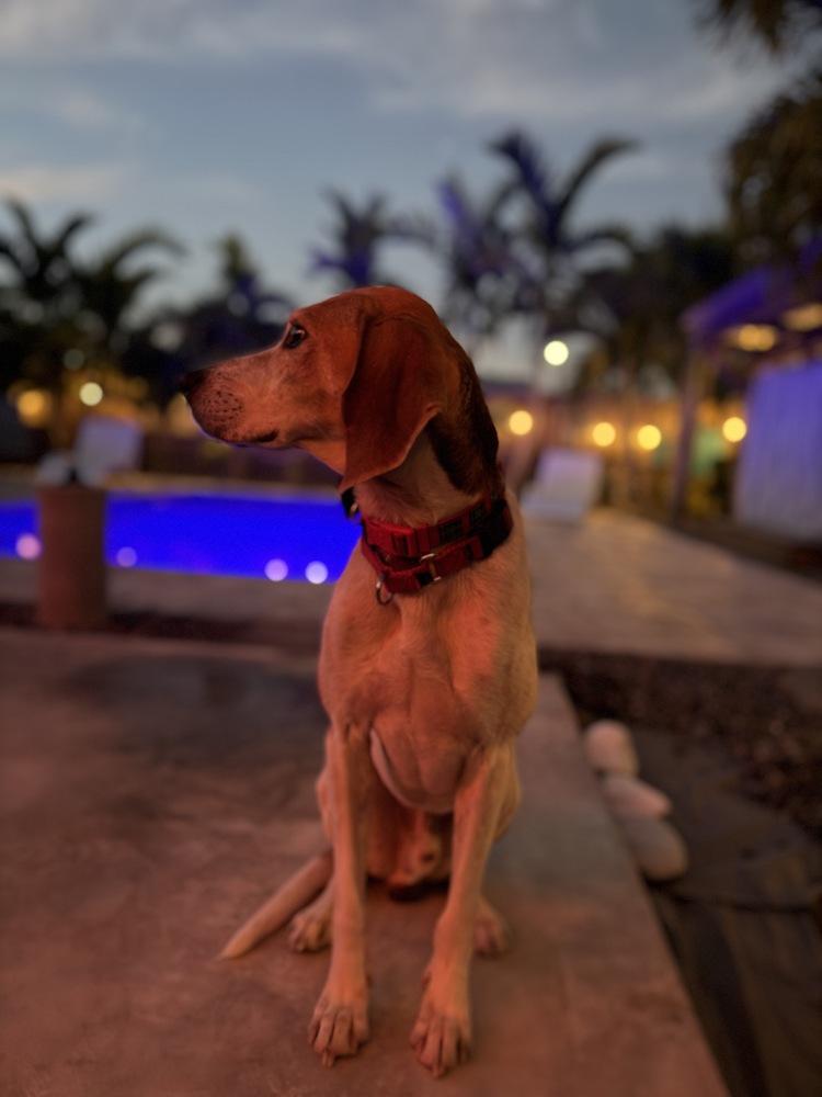 Enlarge Oakley, a Adoptable mixed breed in Seminole, FL image 5/6