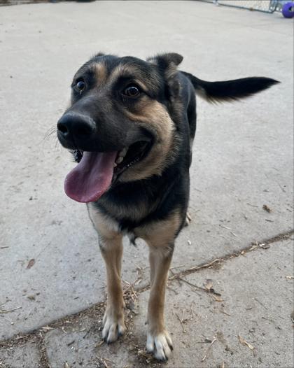 Dakota — thumbnail 2