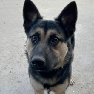 Dakota — thumbnail 4